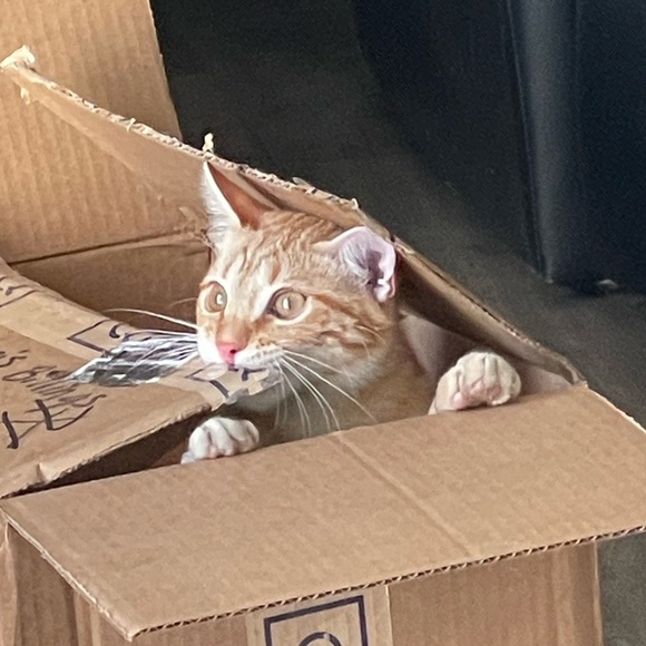 @Bluntbabe702 is LIVE, SHARING YOURS!! 🛍️ BAGS & ACCESSORIES 🛍️ - Picture 6 of 9